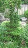 Kosteri Hinoki False Cypress